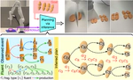 [IROS23] Learning a Causal Transition Model for Object Cutting